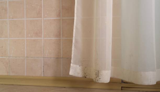 Best Basement Mold Removal  in Runnemede, NJ