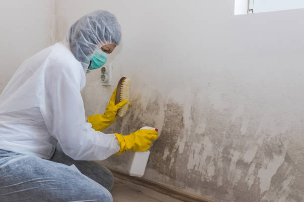 Mold Documentation for Insurance Claims in Runnemede, NJ