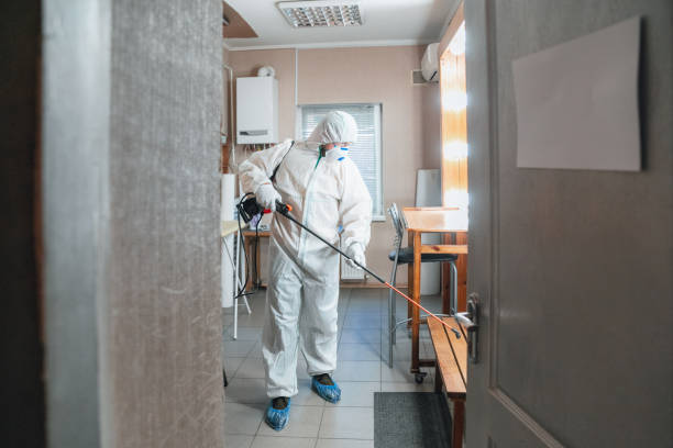 Best Black Mold Removal  in Runnemede, NJ