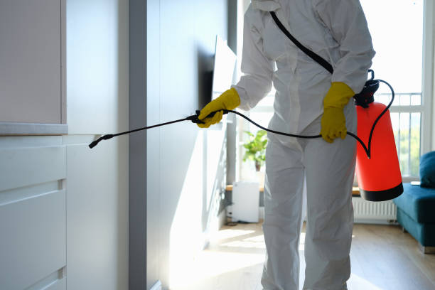 Mold Odor Removal Services in Runnemede, NJ