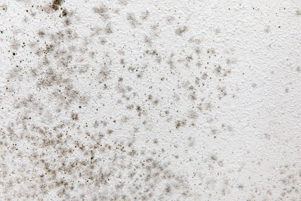 Runnemede, NJ Mold Removal Pros