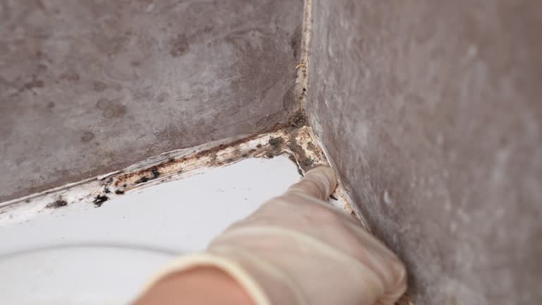 Best Airborne Mold Testing  in Runnemede, NJ